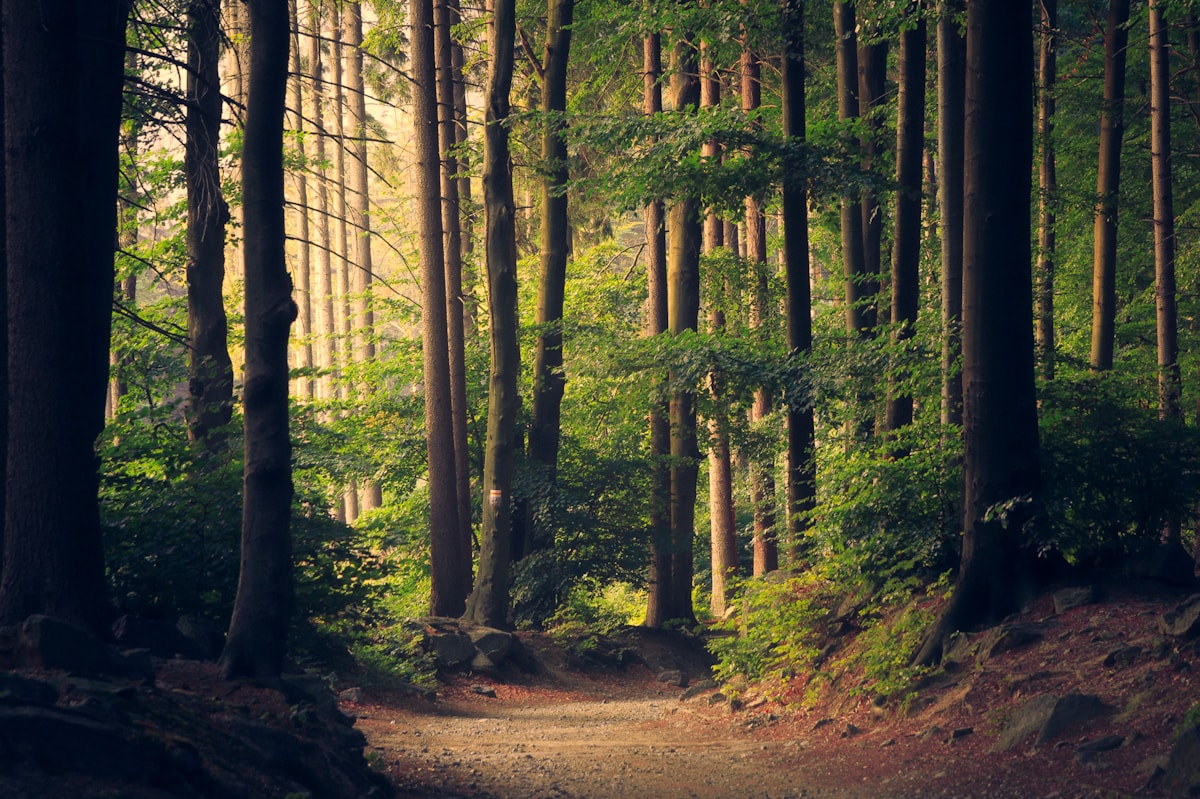 Nature Sounds